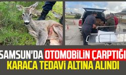 Samsun'da otomobilin çarptığı karaca tedavi altına alındı