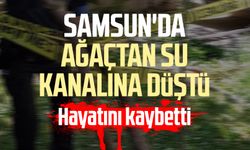 Samsun'da ağaçtan su kanalına düştü: Musa Duvan hayatını kaybetti