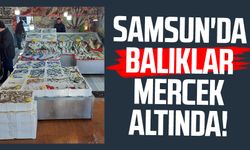 Samsun'da balıklar mercek altında!