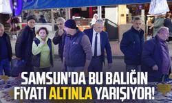 Samsun'da bu balığın fiyatı altınla yarışıyor!