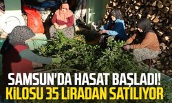 Samsun'da hasat başladı! Kilosu 35 lira