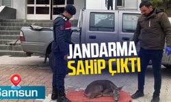 Samsun'da jandarma sahip çıktı!