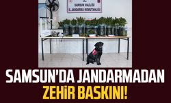 Samsun Bafra'da jandarmadan zehir baskını!