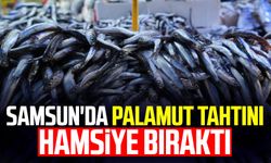 Samsun'da palamut tahtını hamsiye bıraktı