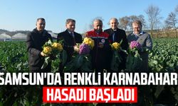 Samsun'da renkli karnabahar hasadı başladı