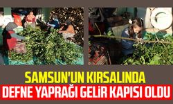 Samsun'un kırsalında defne yaprağı gelir kapısı oldu