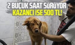 Sevimli dostlar bin 500 liraya özel şampuanlarla yıkanıp tıraş ediliyor