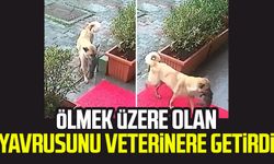 Sahipsiz köpek, ölmek üzere olan yavrusunu veterinere getirdi