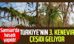 Samsun'da hasadı yapıldı! Türkiye’nin 3. kenevir çeşidi geliyor