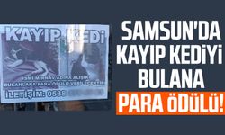 Samsun'da kayıp kedi Mırnav'ı bulana para ödülü!