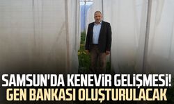 Samsun'da kenevir gelişmesi! Gen bankası oluşturulacak