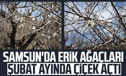 Samsun'da erik ağaçları şubat ayında çiçek açtı