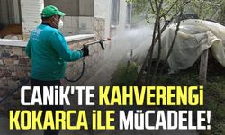 Canik'te kahverengi kokarca ile mücadele!