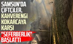 Samsun'da çiftçiler, kahverengi kokarcaya karşı "seferberlik" başlattı