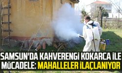 Samsun'da kahverengi kokarca ile mücadele: Mahalleler ilaçlanıyor