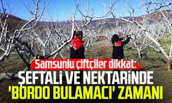 Samsunlu çiftçiler dikkat: Şeftali ve nektarinde 'bordo bulamacı' zamanı