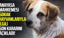 Anayasa Mahkemesi sokak hayvanlarıyla ilgili kararını açıkladı!