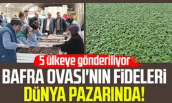 Bafra Ovası'nın fideleri dünya pazarında! 5 ülkeye gönderiliyor