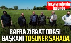 Bafra Ziraat Odası Başkanı Osman Tosuner sahada: İncelemelerde bulundu
