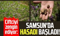 Samsun'da çiftciyi zengin ediyor: Hasadı başladı!