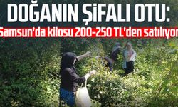 Doğanın şifalı otu: Samsun'da kilosu 200-250 TL'den satılıyor