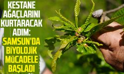 Kestane ağaçlarını kurtaracak adım: Samsun’da biyolojik mücadele başladı