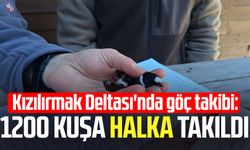 Kızılırmak Deltası'nda göç takibi: 1200 kuşa halka takıldı