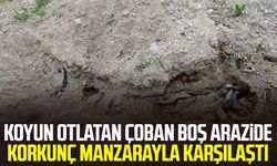 Koyun otlatan çoban boş arazide korkunç manzarayla karşılaştı