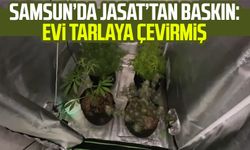 Samsun Kavak'ta JASAT'tan baskın: Evi tarlaya çevirmiş