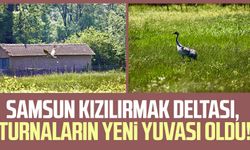 Samsun Kızılırmak Deltası, turnaların yeni yuvası oldu