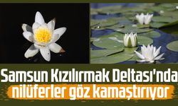 Samsun Kızılırmak Deltası'nda nilüferler göz kamaştırıyor