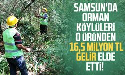 Samsun'da orman köylüleri 16,5 milyon TL gelir elde etti!