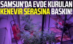 Samsun'da evde kurulan kenevir serasına baskın!