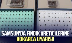Samsun'da fındık üreticilerine kokarca uyarısı!