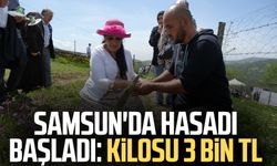Samsun'da hasadı başladı: Kilosu 3 bin TL