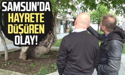 Samsun'da hayrete düşüren olay! Koruma altında