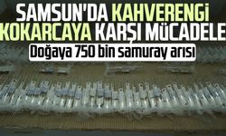 Samsun'da kahverengi kokarcaya karşı mücadele