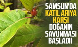 Samsun'da katil arıya karşı doğanın savunması başladı!