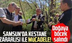 Samsun'da kestane zararlısı ile mücadele! Doğaya böcek salındı
