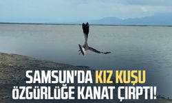 Samsun'da kız kuşu özgürlüğe kanat çırptı!