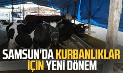 Samsun'da kurbanlıklar için yeni dönem: Her aşama takip altında