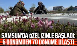 Samsun’da özel izinle başladı: 6 dönümden 70 dönüme ulaştı
