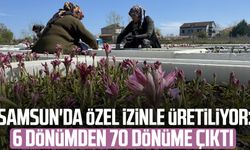 Samsun'da özel izinle üretiliyor: 6 dönümden 70 dönüme çıktı