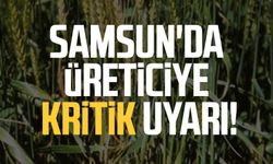 Samsun'da üreticiye kritik uyarı: "Kayıp yüzde 50'nin üzerine çıkabilir"