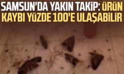 Samsun'da yakın takip: Ürün kaybı yüzde 100'e ulaşabilir