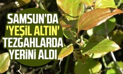 Samsun’da 'yeşil altın' tezgahlarda yerini aldı