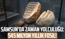 Samsun'da zaman yolculuğu: 545 milyon yıllık fosil!