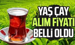 Yaş çay alım fiyatı belli oldu