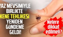 Yaz mevsimiyle birlikte kene tehlikesi yeniden gündeme geldi!