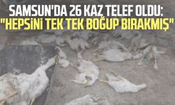 Samsun'da 26 kaz telef oldu: "Hepsini tek tek boğup bırakmış"